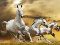 image Running Horse Slide
