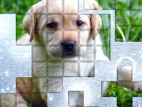 image PicPu Dog